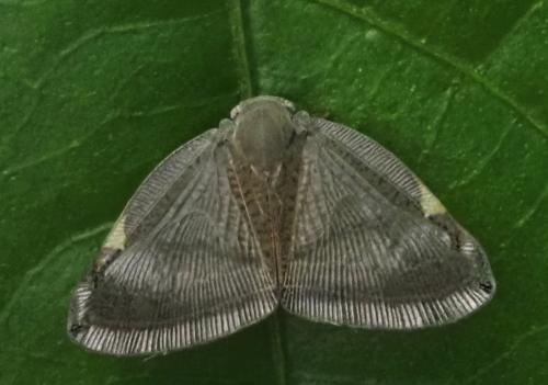 Réf. 325 619 : Pochazia albomaculata
